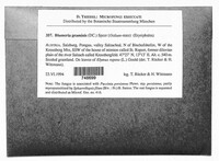 Blumeria graminis image